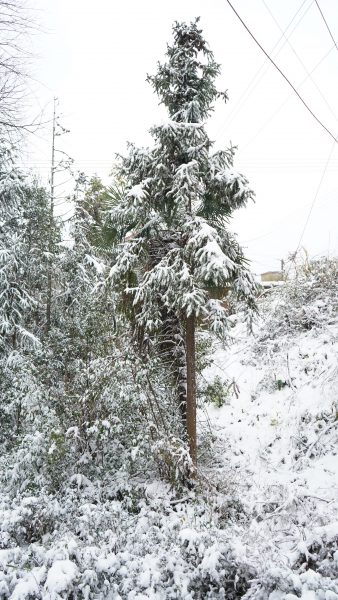 记录2021年的最后一场雪